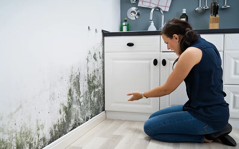 Mold Inspections services